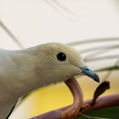 Ducula bicolor