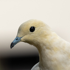 Ducula bicolor