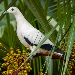 Ducula bicolor