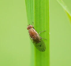 Heleomyzidae