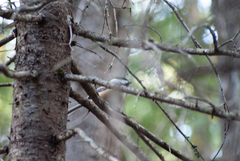 Poecile atricapillus image
