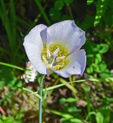 Calochortus gunnisonii