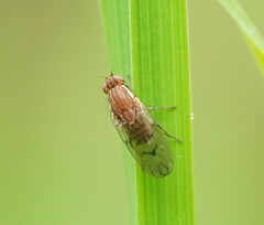 Heleomyzidae
