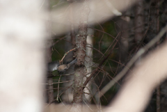 Poecile atricapillus image
