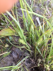 Carex secalina