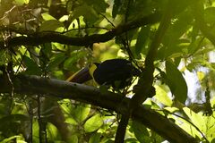 Ramphastos ambiguus