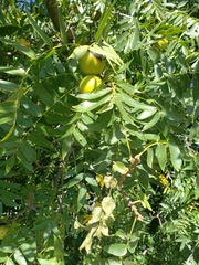 Juglans hindsii