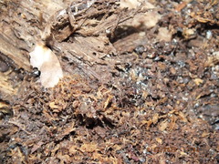 Odontomachus brunneus