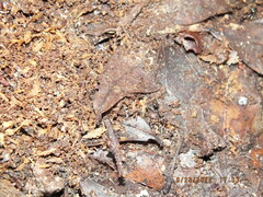 Odontomachus brunneus