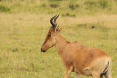 Alcelaphus buselaphus cokii