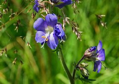 Polemonium