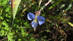 Commelina dianthifolia