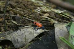 Oophaga pumilio
