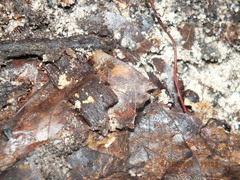 Reticulitermes flavipes