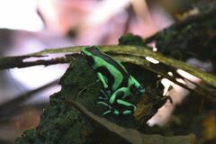 Dendrobates auratus