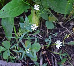Stellaria longipes