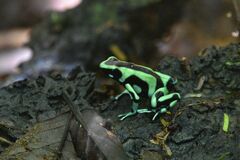 Dendrobates auratus
