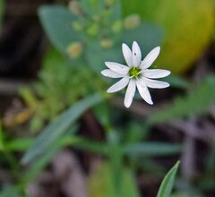 Stellaria longipes