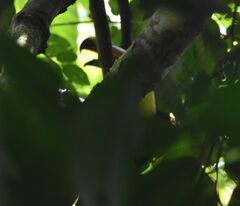 Ramphastos sulfuratus