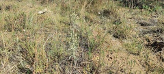 Helichrysum luteoalbum