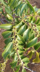 Casearia sylvestris