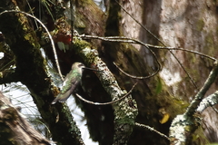 Heliomaster constantii