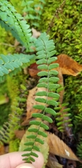 Asplenium resiliens