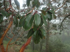 Arbutus