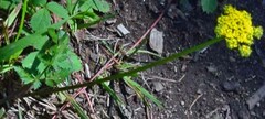 Cymopterus lemmonii
