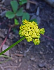 Cymopterus lemmonii