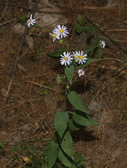 Symphyotrichum anomalum