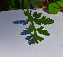 Cymopterus lemmonii