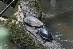 Rhinoclemmys funerea