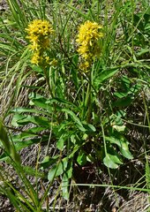 Solidago simplex