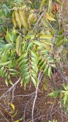 Casearia sylvestris