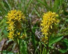 Solidago simplex