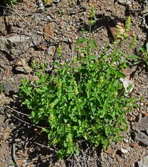 Agastache urticifolia