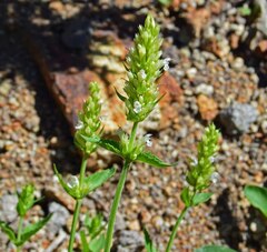 Agastache urticifolia