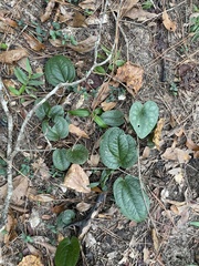 Smilax pumila