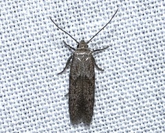 Blastobasinae