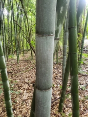 Phyllostachys nigra henonis