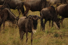 Connochaetes taurinus mearnsi