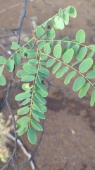 Dalbergia miscolobium