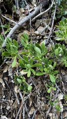 Sedum praealtum