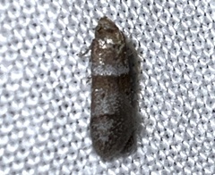 Pigritia