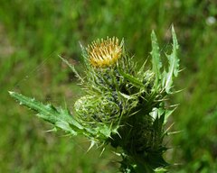 Cirsium parryi
