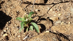 Penstemon rostriflorus