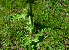 Cirsium parryi