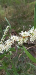 Hakea florulenta