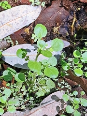 Nasturtium officinale